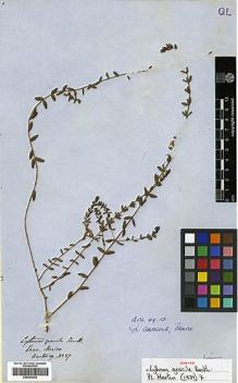 Type specimen at Edinburgh (E). Hartweg, Karl: 27. Barcode: E00394352.