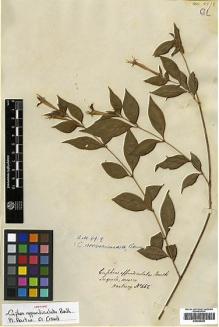 Type specimen at Edinburgh (E). Hartweg, Karl: 462. Barcode: E00394353.