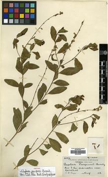 Type specimen at Edinburgh (E). Purpus, Carl: 4142. Barcode: E00394355.