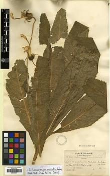 Type specimen at Edinburgh (E). Bang, Miguel: 1106. Barcode: E00394357.