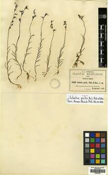 Type specimen at Edinburgh (E). Pringle, Cyrus: 4305. Barcode: E00394361.