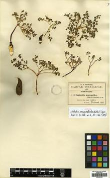 Type specimen at Edinburgh (E). Pringle, Cyrus: 4713. Barcode: E00394382.