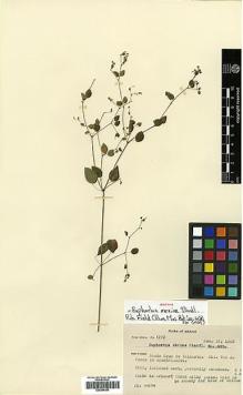 Type specimen at Edinburgh (E). Mexia, Ynes: 1272. Barcode: E00394383.