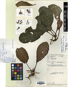 Type specimen at Edinburgh (E). Paie, Ilias: S.19860. Barcode: E00394412.