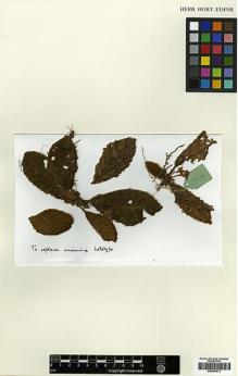 Type specimen at Edinburgh (E). Burtt, Brian: B.2654. Barcode: E00394413.