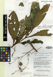 Type specimen at Edinburgh (E). Beaman, John: 10173. Barcode: E00394424.