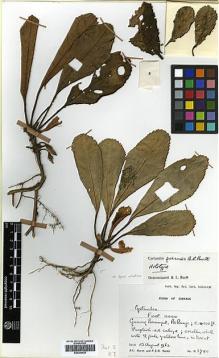 Type specimen at Edinburgh (E). Burtt, Brian; Woods, Patrick: 2780. Barcode: E00394428.