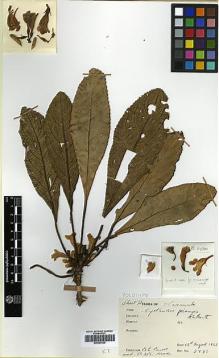 Type specimen at Edinburgh (E). Burtt, Brian; Woods, Patrick: 2780. Barcode: E00394429.