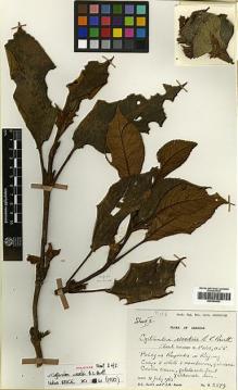 Type specimen at Edinburgh (E). Burtt, Brian; Woods, Patrick: B.2579. Barcode: E00394430.