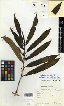 Type specimen at Edinburgh (E). Burtt, Brian; Martin, Adam: B.5012. Barcode: E00394431.