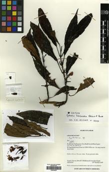 Type specimen at Edinburgh (E). Davies, Stuart; Middleton, David; Swee Peck Quek: SJD99283. Barcode: E00394436.