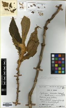 Type specimen at Edinburgh (E). Burtt, Brian; Woods, Patrick: 2248. Barcode: E00394475.