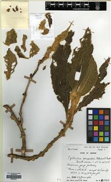 Type specimen at Edinburgh (E). Burtt, Brian; Woods, Patrick: 2248. Barcode: E00394476.