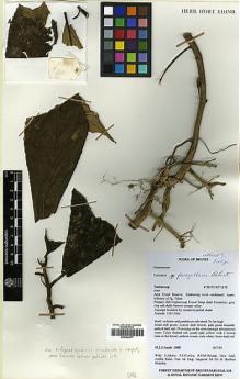 Type specimen at Edinburgh (E). Sands, M.J.S.; Atkins, S.; Cowley, E.J. & Said, Idris: 5800. Barcode: E00394477.