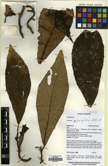 Type specimen at Edinburgh (E). Sands, M.J.S.; Atkins, S.; Cowley, E.J. & Said, Idris: 5800. Barcode: E00394478.