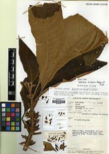 Type specimen at Edinburgh (E). George, Rena: S.41733. Barcode: E00394479.