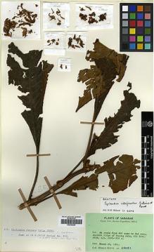 Type specimen at Edinburgh (E). Hotta, Mitsuru: 15091. Barcode: E00394480.