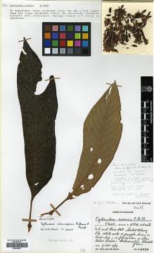 Type specimen at Edinburgh (E). Burtt, Brian; Martin, Adam: 4830. Barcode: E00394481.