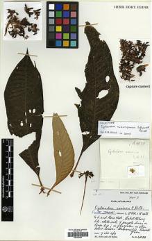 Type specimen at Edinburgh (E). Burtt, Brian; Martin, Adam: 4830. Barcode: E00394482.