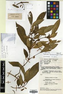 Type specimen at Edinburgh (E). Anderson, James: S.28652. Barcode: E00394483.