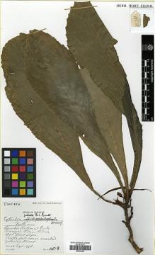 Type specimen at Edinburgh (E). Burtt, Brian: 11518. Barcode: E00394486.