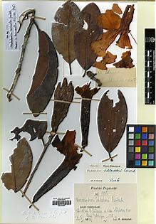 Type specimen at Edinburgh (E). Schlechter, Friedrich: 17845. Barcode: E00394487.