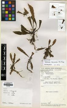 Type specimen at Edinburgh (E). Ashton, Peter: S.21240. Barcode: E00394488.