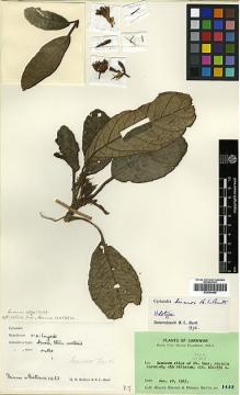 Type specimen at Edinburgh (E). Hirano, Minoru: 1433. Barcode: E00394489.