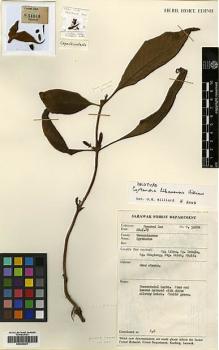 Type specimen at Edinburgh (E). Bernard Lee: S.54680. Barcode: E00394491.
