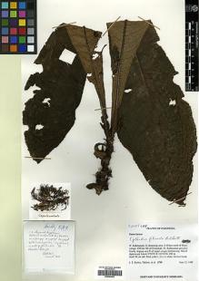 Type specimen at Edinburgh (E). Burley, Jeff S. & Turkirin: 2749. Barcode: E00394492.
