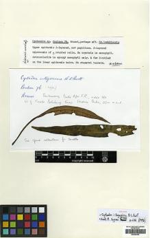 Type specimen at Edinburgh (E). Poulsen, Axel: 76. Barcode: E00394493.