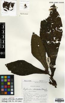 Type specimen at Edinburgh (E). Burtt, Brian: 12869. Barcode: E00394494.