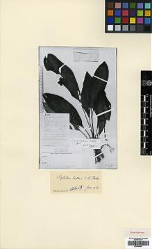 Type specimen at Edinburgh (E). Winkler, Hans: 1332. Barcode: E00394497.
