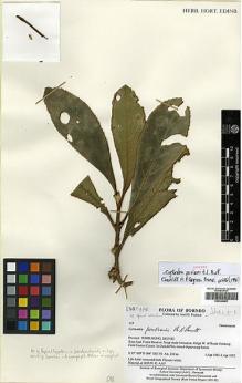 Type specimen at Edinburgh (E). Poulsen, Axel: 119. Barcode: E00394499.