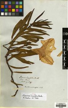 Type specimen at Edinburgh (E). Hartweg, Karl: 97. Barcode: E00394518.