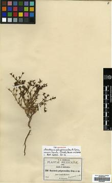 Type specimen at Edinburgh (E). Pringle, Cyrus: 356. Barcode: E00394527.