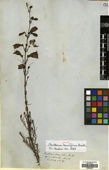 Type specimen at Edinburgh (E). Hartweg, Karl: 186. Barcode: E00394532.
