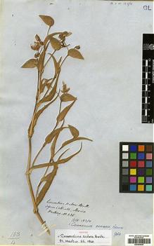 Type specimen at Edinburgh (E). Hartweg, Karl: 235. Barcode: E00394538.