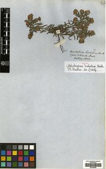 Type specimen at Edinburgh (E). Hartweg, Karl: 154. Barcode: E00394540.