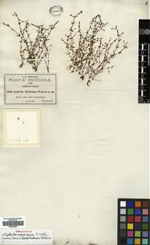 Type specimen at Edinburgh (E). Pringle, Cyrus: 2468. Barcode: E00394552.