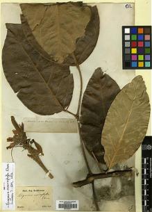 Type specimen at Edinburgh (E). Sellow, Friedrich: . Barcode: E00394573.