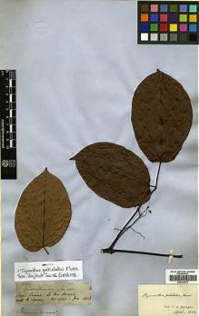 Type specimen at Edinburgh (E). Spruce, Richard: 2626. Barcode: E00394578.