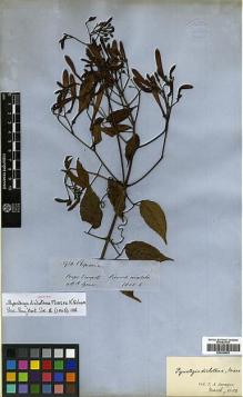 Type specimen at Edinburgh (E). Spruce, Richard: 3930. Barcode: E00394582.