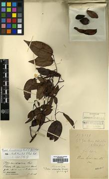 Type specimen at Edinburgh (E). Cavalerie, Pierre: 3927. Barcode: E00394596.