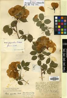 Type specimen at Edinburgh (E). Forrest, George: 2049. Barcode: E00394601.