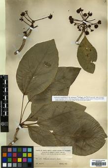 Type specimen at Edinburgh (E). Smith, Herbert: 1778. Barcode: E00394609.