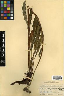 Type specimen at Edinburgh (E). Ching, Ren-Chang: 634. Barcode: E00394624.