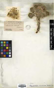 Type specimen at Edinburgh (E). Przewalski, Nikolai: . Barcode: E00394625.