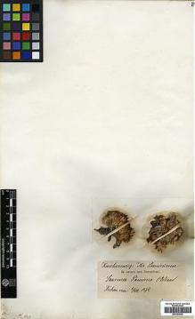 Type specimen at Edinburgh (E). Kuschakewitsch: . Barcode: E00394626.