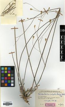 Type specimen at Edinburgh (E). Rechinger, Karl; Rechinger, Frida; Aellen, Paul: 3964. Barcode: E00394631.